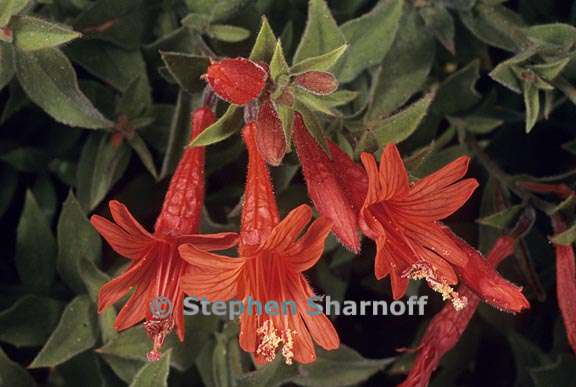 epilobium canum ssp latifolium 1 graphic